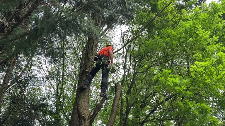 Best Stump Grinding and Removal  in Liberty Triangle, FL